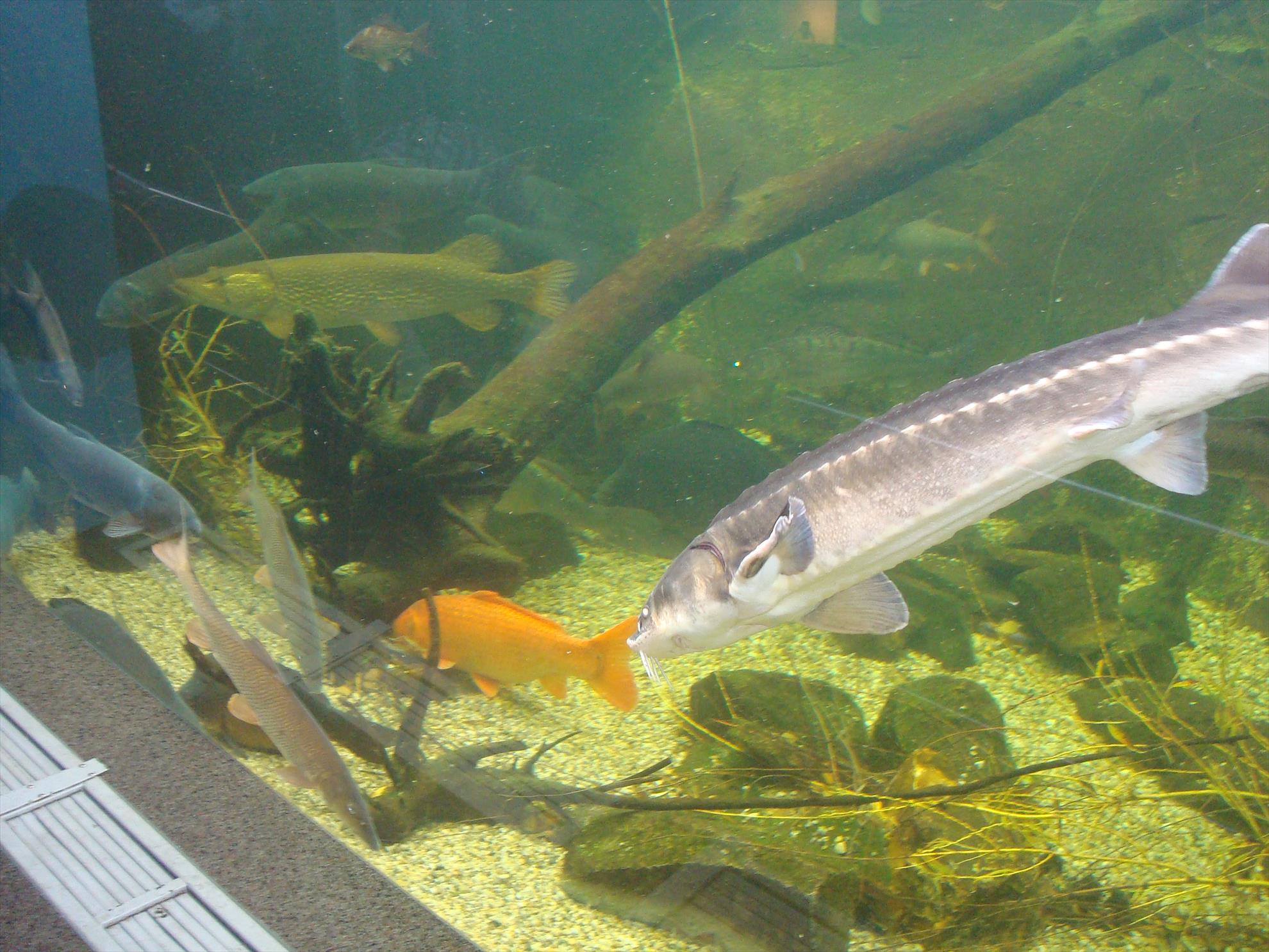 De pretutindeni - dsc04817.JPG